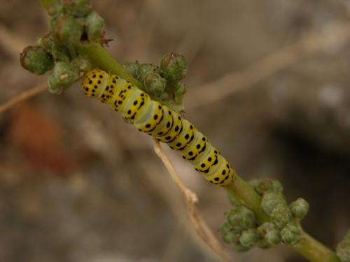 Réf. 54 383 : Cucullia lychnitis