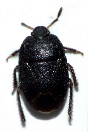 Réf. 54 223 : Sehirus luctuosus