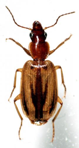 Réf. 54 767 : Cymindis suturalis pseudosuturalis