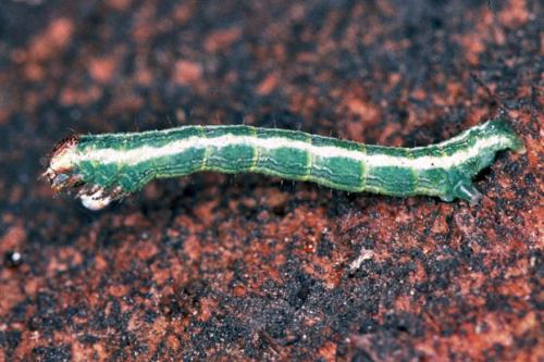 Réf. 54 114 : Macaria sp.