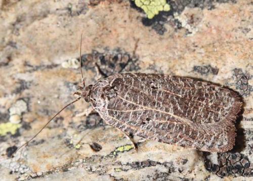 Réf. 54 919 : Agonopterix rutana