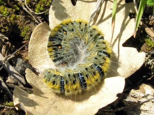 Réf. 54 404 : Lasiocampa trifolii