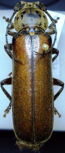 Réf. 54 110 : Diploschema weyrauchi