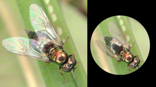 Réf. 54 260 : Microchrysa polita