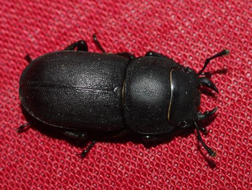 Réf. 54 831 : Dorcus parallelipipedus
