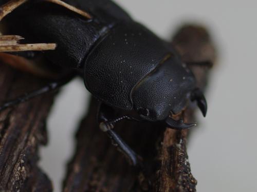 Réf. 54 837 : Dorcus parallelipipedus