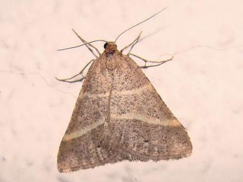 Petrophora narbonea