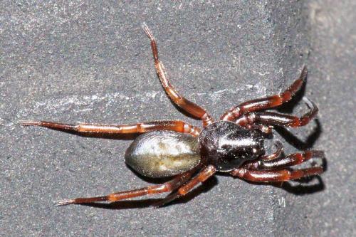 Cetonana laticeps