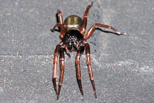 Cetonana laticeps