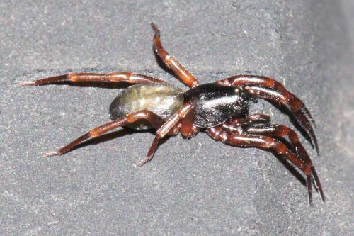 Réf. 54 398 : Cetonana laticeps