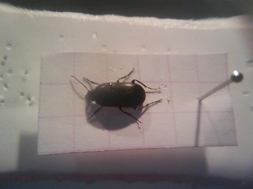 Réf. 54 429 : Oodes helopioides