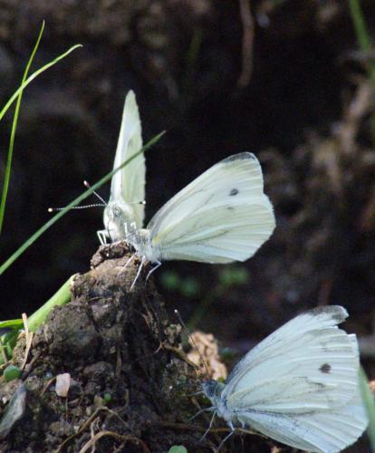 Pieris napi