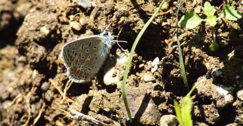 Polyommatus icarus