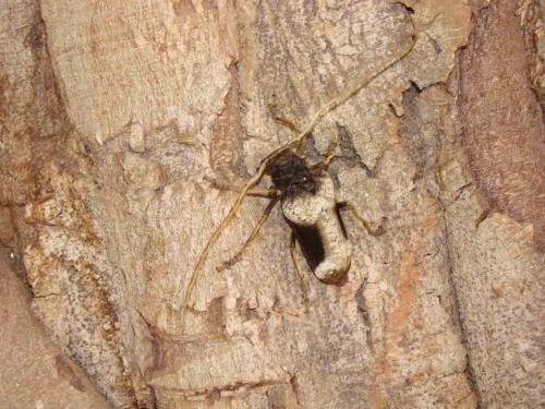 Petrognatha gigas