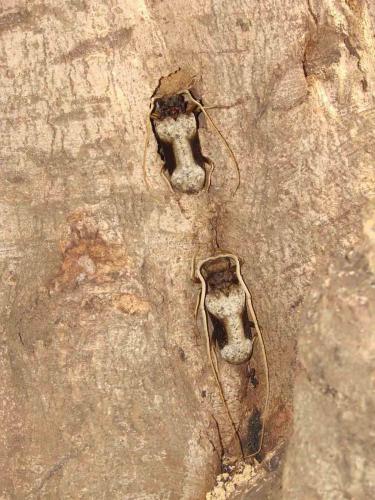 Réf. 54 477 : Petrognatha gigas