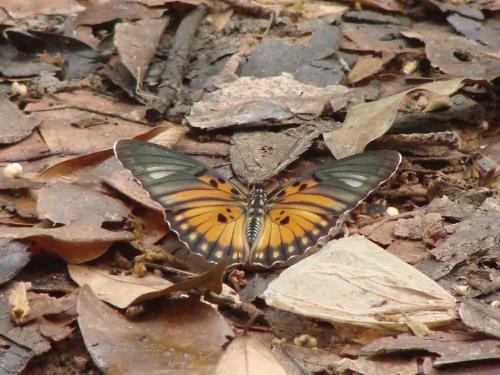 Réf. 54 480 : Euphaedra edwardsii