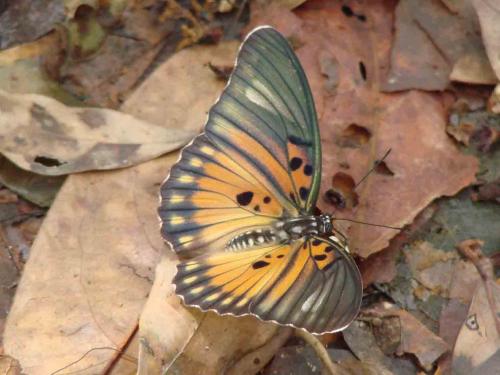 Réf. 54 482 : Euphaedra edwardsii