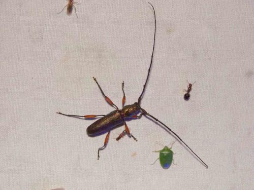 Xystrocera asperata