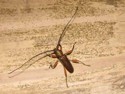 Xystrocera asperata