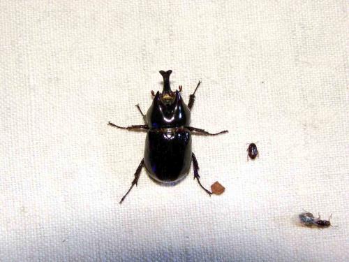 Xenodorus janus