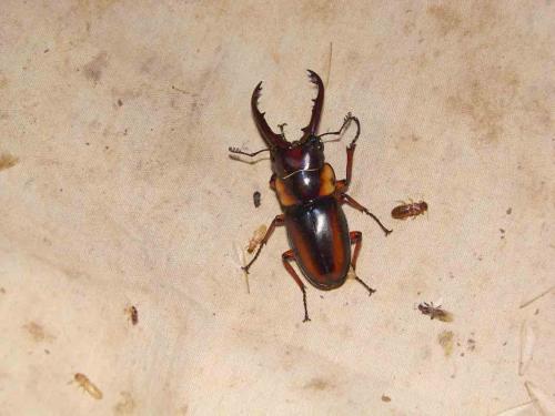 Prosopocoilus savagei