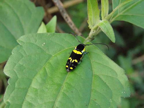 Tragocephala nobilis
