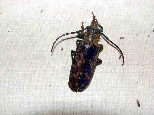 Tithoes maculatus