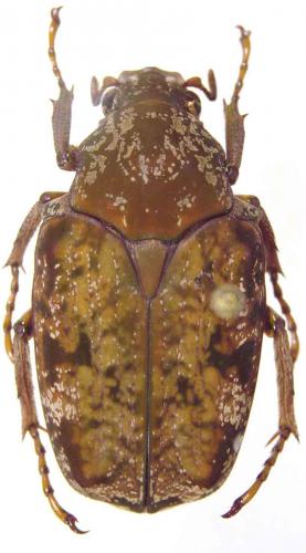 Pseudinca incoides