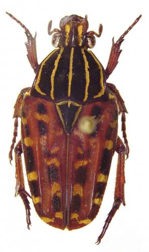 Réf. 54 697 : Lophorrhina quinquelineata