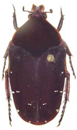 Réf. 54 698 : Stethodesma strachani