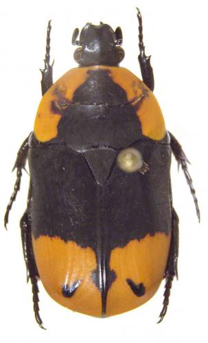 Réf. 54 716 : Pachnoda postica