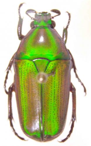 Réf. 54 715 : Chlorocala africana