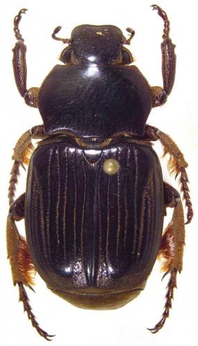 Réf. 54 726 : Platygenia barbata