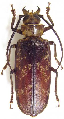 Tithoes maculatus