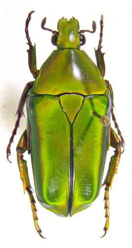 Caelorrhina thoreyi