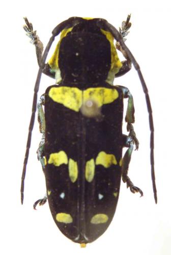 Réf. 54 824 : Tragocephala nobilis