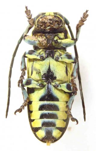 Réf. 54 823 : Tragocephala nobilis