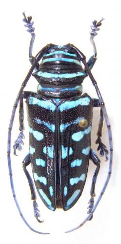 Réf. 54 859 : Sternotomis virescens