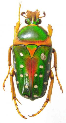 Réf. 54 858 : Stephanorrhina guttata