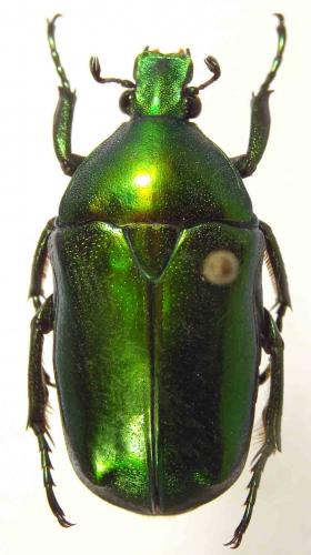 Réf. 54 852 : Chondrorrhina recurva