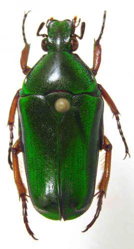 Tmesorrhina iris iris