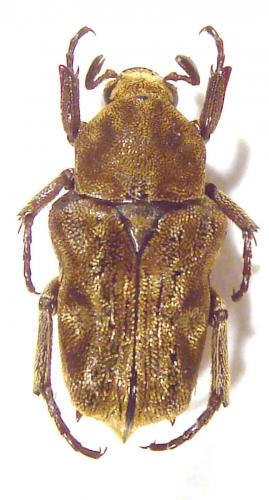 Cymophorus undatus toganus