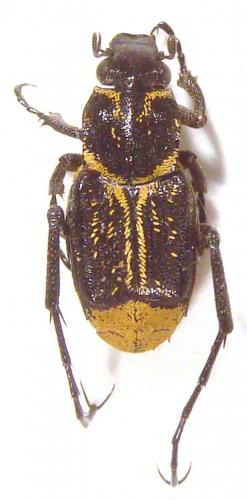 Ischnovalgus gracilis