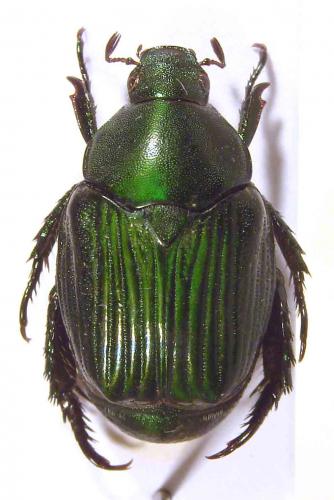 Popillia smaragdina