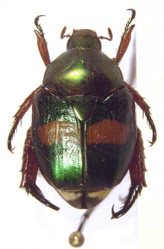 Popillia dorsigera