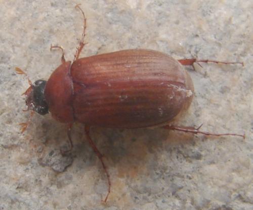 Serica brunnea
