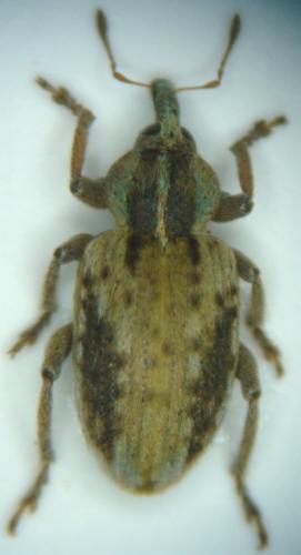 Réf. 54 892 : Hypera plantaginis