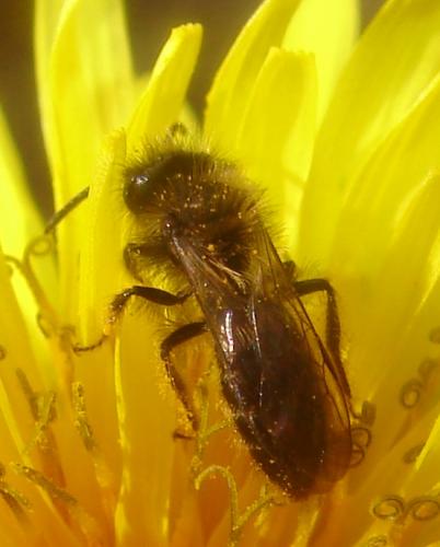 Andrena sp.