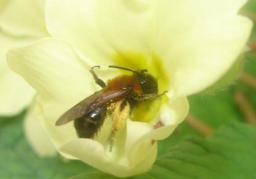 Andrena bicolor