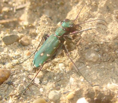 Cicindela campestris